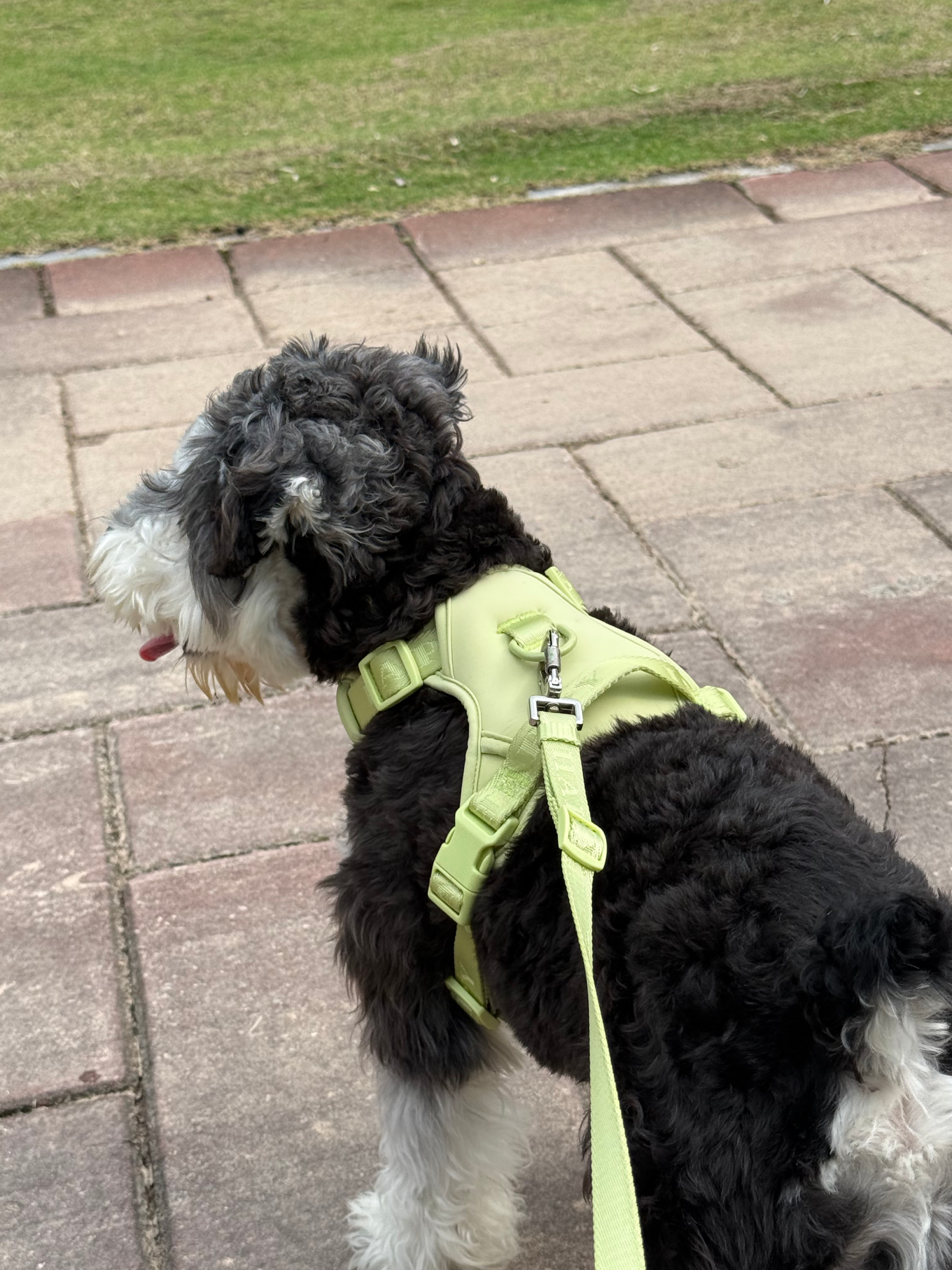 Jacquard Pet Harness&leash - Image 4