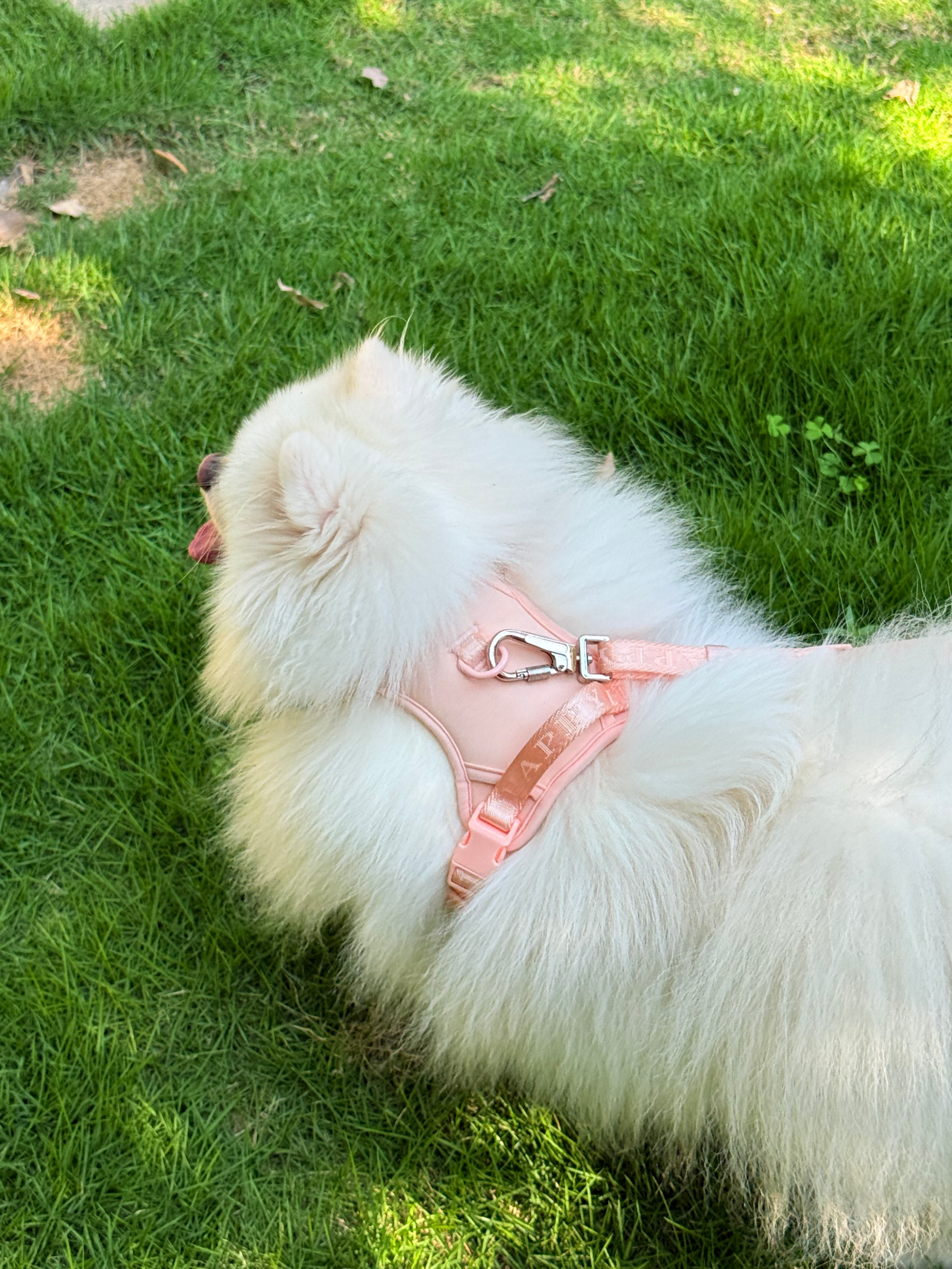 Jacquard Pet Harness&leash - Image 3