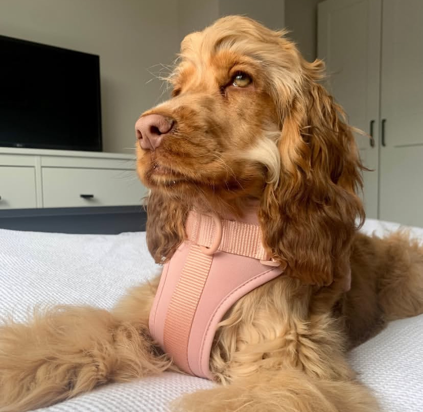 Airy Cotton Pet Harness - Image 2