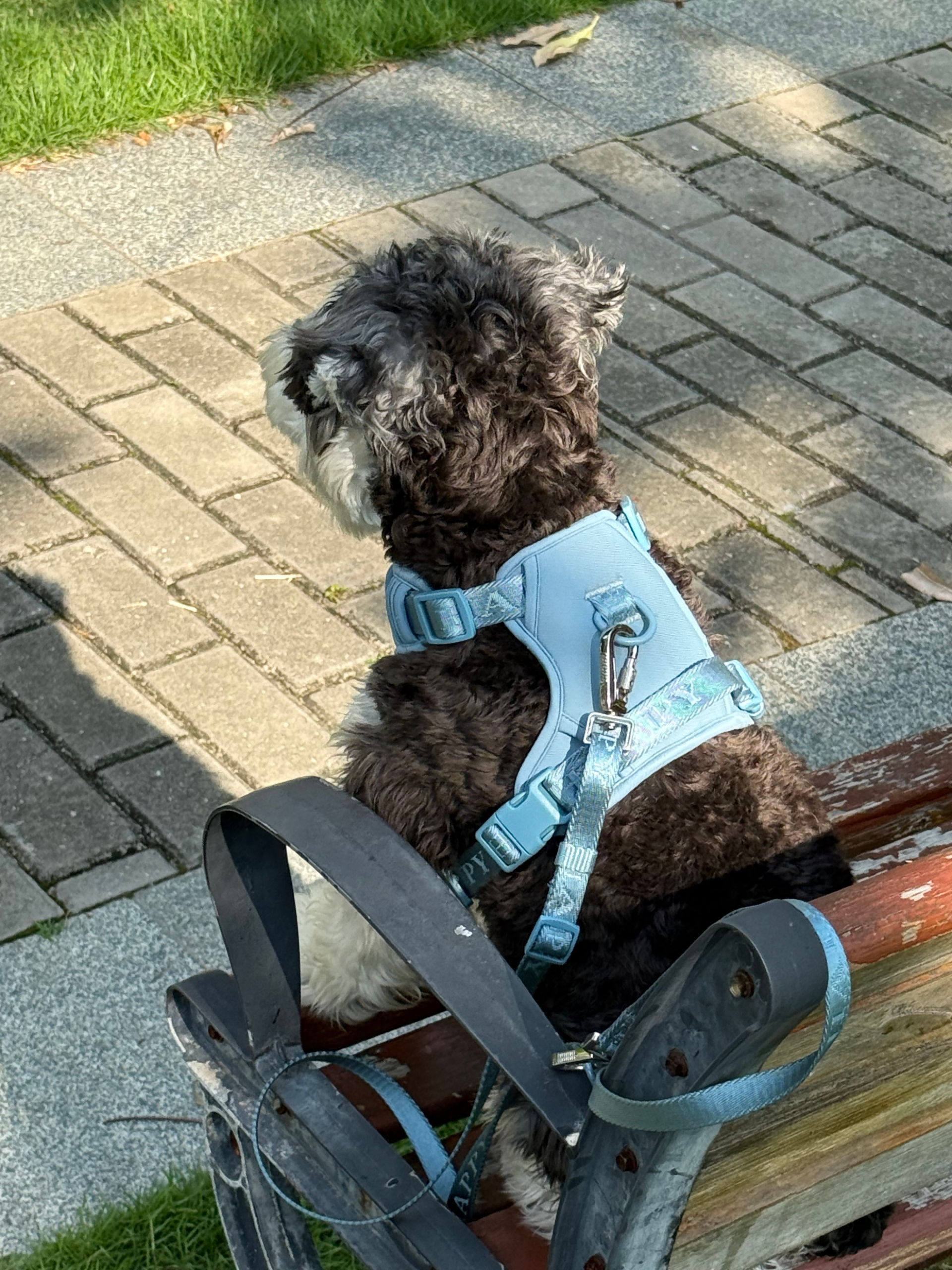 Jacquard Pet Harness&leash - Image 2