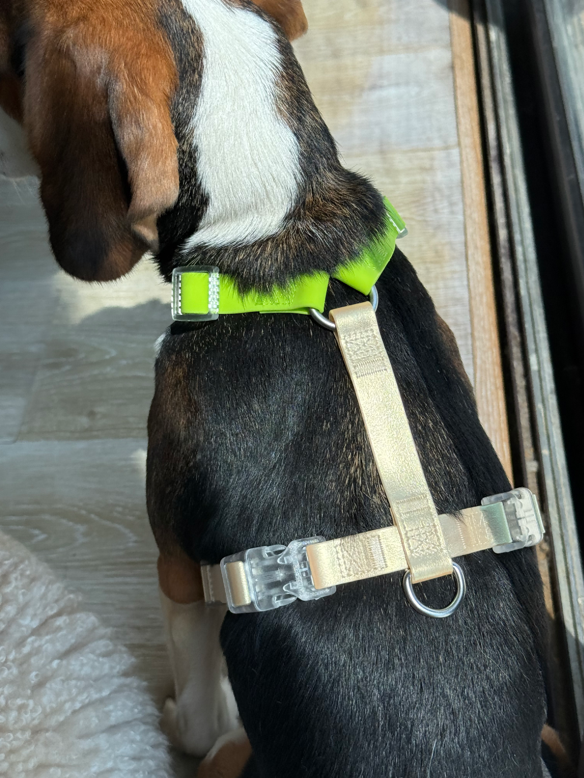 Dazzling H-Shape Dog harness - Image 4