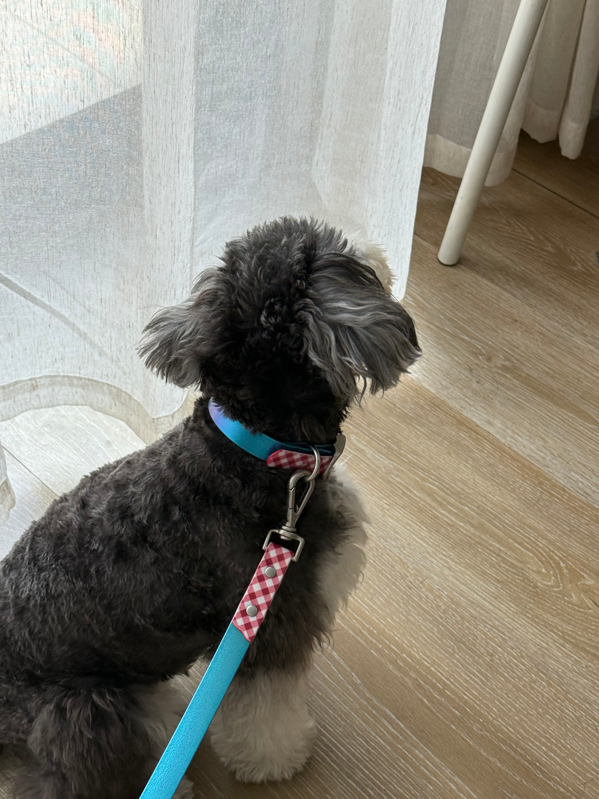 Neon Patchwork Pet Collar&Leash - Image 5