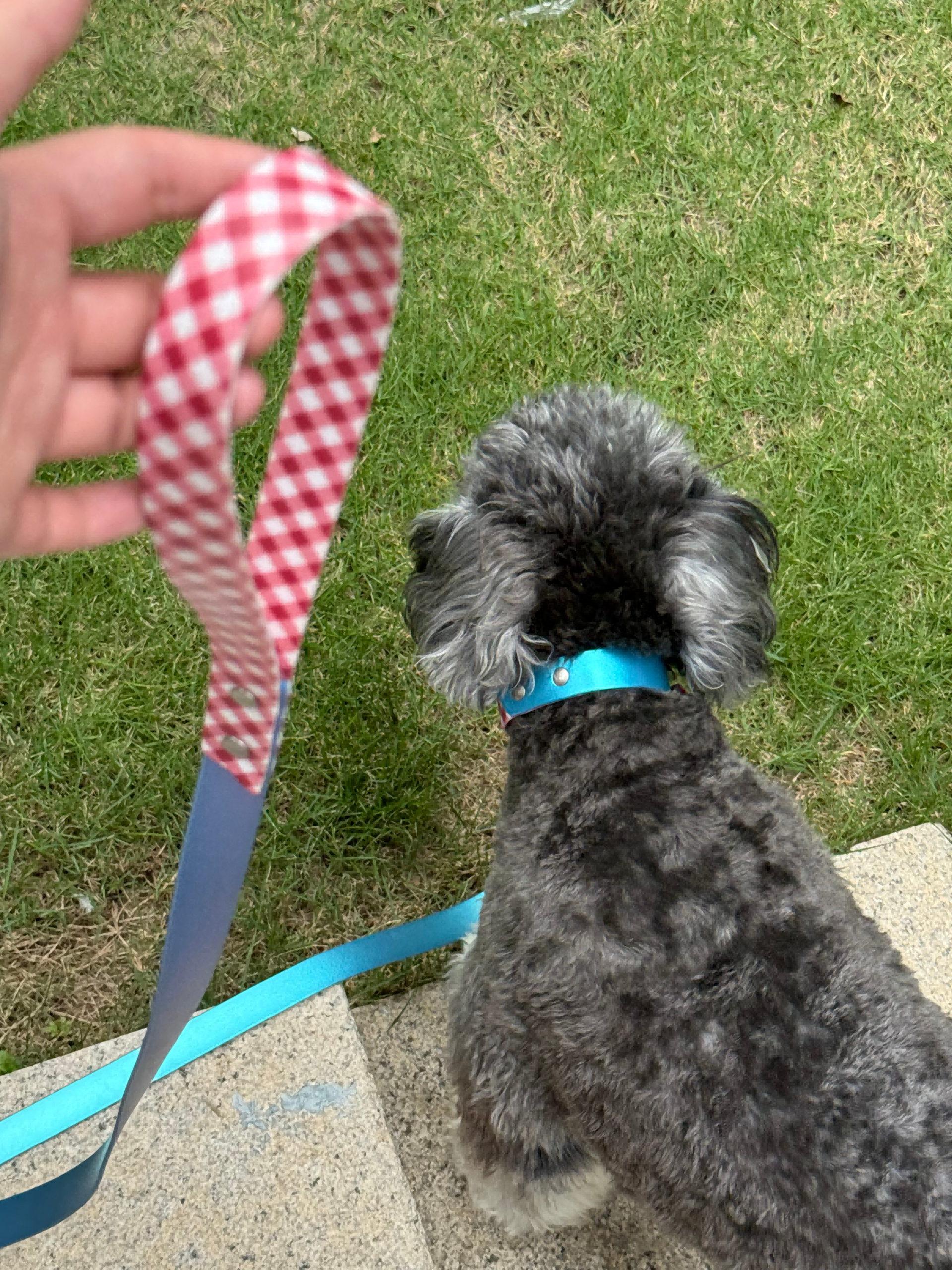 Neon Patchwork Pet Collar&Leash - Image 3