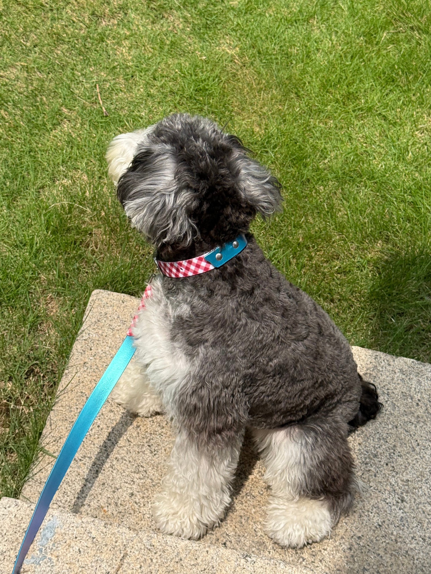 Neon Patchwork Pet Collar&Leash - Image 7