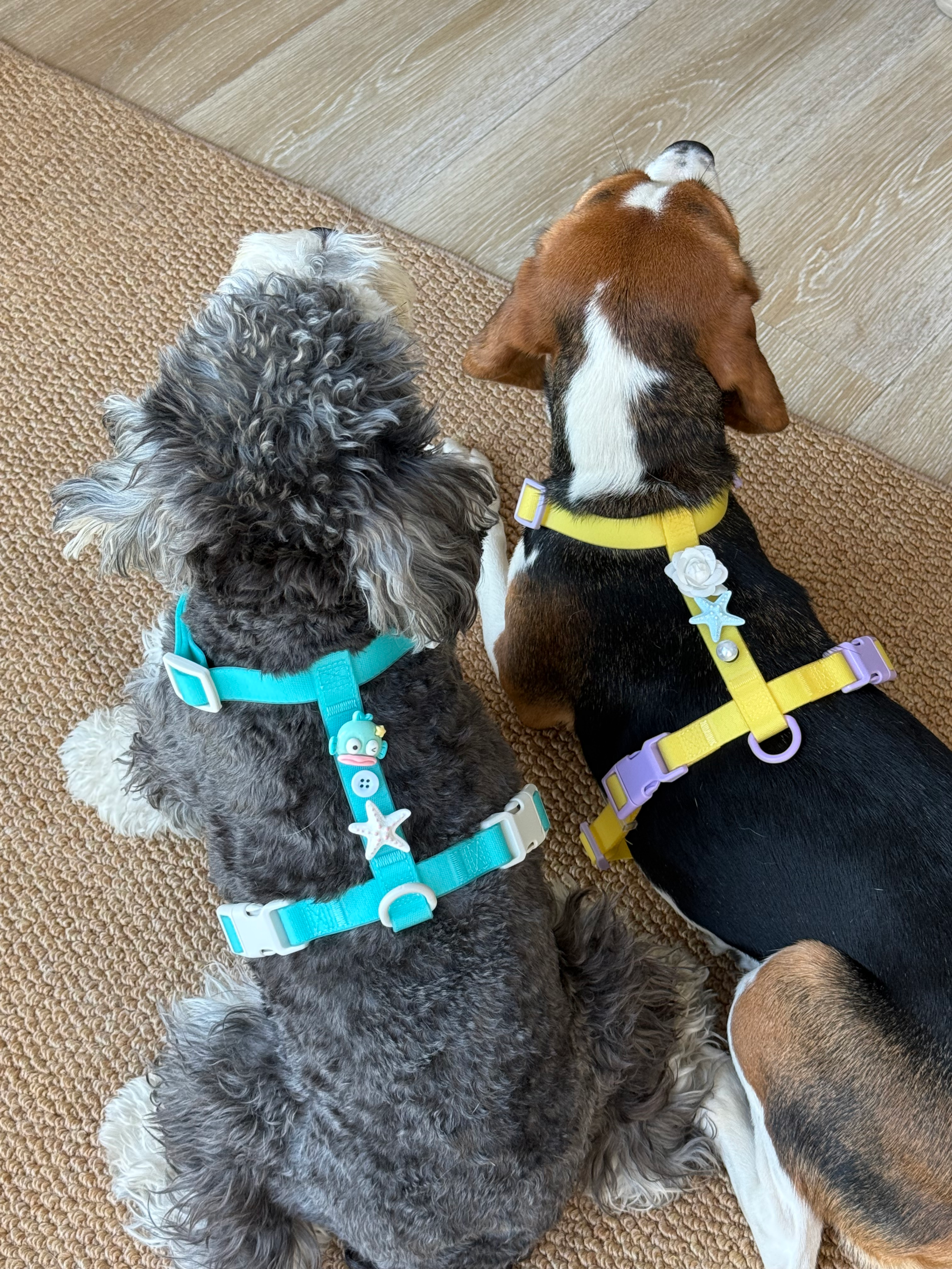 DIY Dog harness - Image 5
