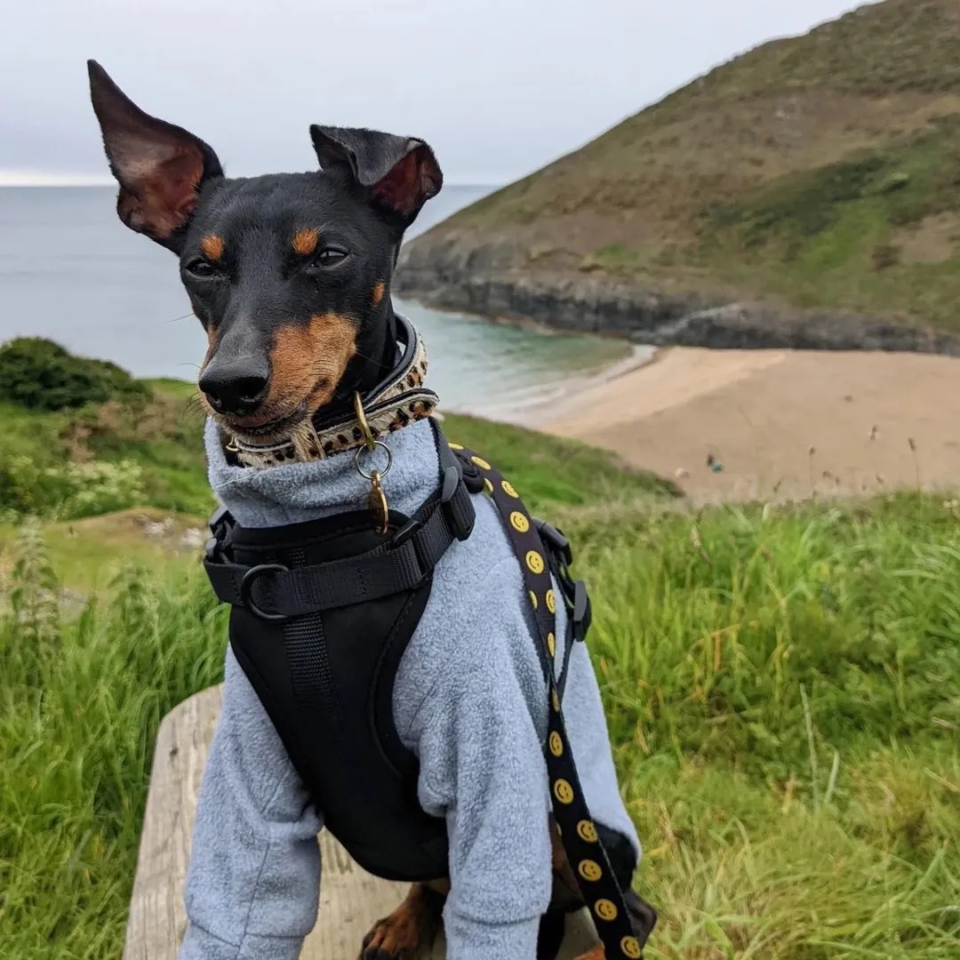 Airy Cotton Pet Harness - Image 3