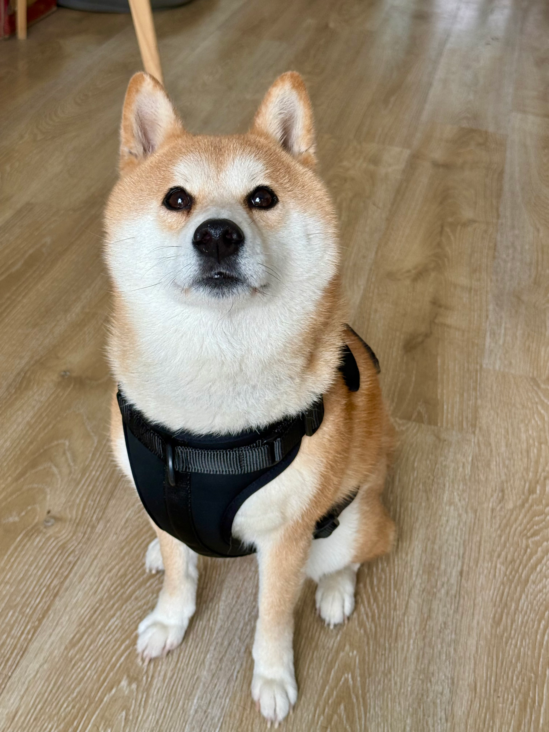 Airy Cotton Pet Harness - Image 7
